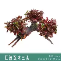 水族箱热带鱼缸造景懒人沉木真活体装饰套餐疯狂水草植物 红波+沉木3头