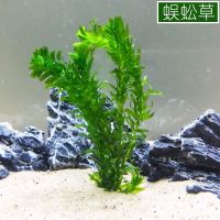蜈蚣草绿菊水芙蓉浮萍阴性草金鱼龟缸水下草净化水质活体水草懒人 蜈蚣草8根(不配定植环)