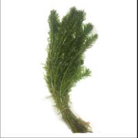 蜈蚣草金鱼藻冷水活体真水草懒人水草入门水草大杯陶杯水族箱造景 一件10支