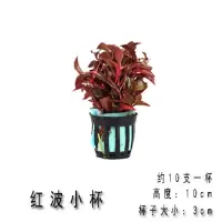 鱼缸水族箱沉木真水草活体套餐植物造景装饰后景懒人水草 红波杯(3杯装)
