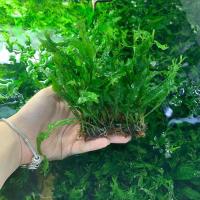 丹麦细叶铁皇冠草集锦鹿角铁鱼缸造景耐活活体水草 一块