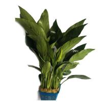 燕尾榕丹麦榕活体水草水榕鱼缸装饰丹麦尖叶水榕沉木造景套餐 丹麦榕一颗