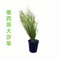 水草~全景 小水兰/大水兰/扭兰/北美水兰/鸭舌兰/细 墨西哥大莎草一杯 一份