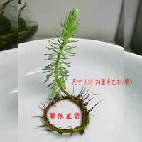 粉绿真狐尾藻养殖小龙虾蟹水培植物盆栽鱼缸水草淡水乌龟鱼缸造景 水培狐尾藻[不配水草环]6株