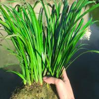 石菖蒲水培盆景附龙根苗鱼龟缸造景生养挺水活花草水养盆栽绿植物 小窝10-15苗