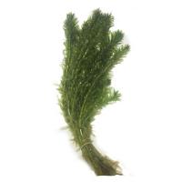 鱼缸造景后景真水草活体蜈蚣草缸装饰金鱼藻类植物懒人新手有茎类 一把(十支)