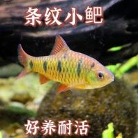 条纹小鲃[包活]冷水淡水群游溪游观赏金鱼中国斗鱼伴侣好养 条纹小鲃2-3厘米 2条
