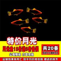胎生鱼 观赏鱼活体小型黑玛丽金牡丹月光鱼热带米奇鱼 宠物皮球鱼 特价月光鱼15条送5条备损共20条