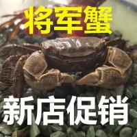 将军蟹宠物蟹毛蟹活体观赏野生水族 将军蟹1只大小随机