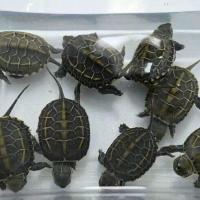 外塘精品北美小鳄龟活体苗宠物龟大小活体观赏乌龟水龟鳄鱼龟苗 小草龟3-4厘米
