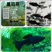 淡水繁殖观赏鱼小型鱼孔雀凤尾鱼活体玛丽米奇牡丹月光套餐 黑玛丽8送2