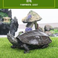 宠物龟深水龟地图龟火焰龟黄耳龟鱼缸混养观赏龟宠物龟包活 选龟15元