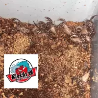 活体宠物蝎子亚洲雨林蝎超大黑蝎子葫芦娃蝎子大王新手爬宠可上手 雨林蝎幼体2-3厘米一只 仅蝎子