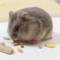 仓鼠熊类小宠物仓鼠活体金丝熊宝宝布丁三线紫仓包活情侣幼崽一对 公一只_ 营养膏(无仓鼠)