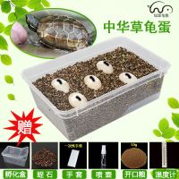 乌龟蛋可孵化中华草龟墨龟乌龟活物水龟宠物龟苗龟蛋受精蛋可孵化 中华草龟蛋(墨龟) 2枚装(饲养孵化盒)