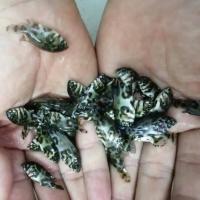 耐低温冷水鱼福鳄雀鳝尖嘴鳄地图鱼铅笔中大型凶猛热观赏鱼宠物鱼 黑地图苗3厘米左右3条