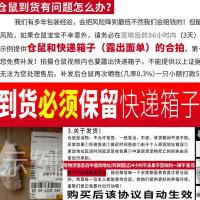 金丝白熊丁香肉桂活物已打疫苗稀有仓鼠活体宝宝宿舍宠物小型好养 单身 可爱金丝熊仔