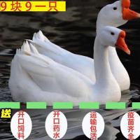 买10只送一)鹅苗活体白狮头鹅小鹅大白鹅三花鹅四季鹅[9月24日发完] 大白鹅