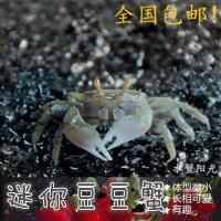 迷你豆豆蟹微观萌宠易养观赏蟹辣椒蟹相手蟹学生宠物蟹 豆豆蟹3只送1只防损+20克试吃蟹粮
