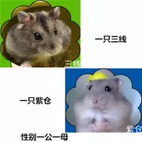 小宠物仓鼠活体金丝熊宝宝布丁紫仓奶茶奶牛熊小仓鼠宠物一只 性别:公 宠物运输盒(无仓鼠)
