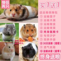 【重庆仓】仓鼠三线紫仓布丁奶牛熊金丝熊活物已打疫苗活体公婆鼠 三线（1只） 公