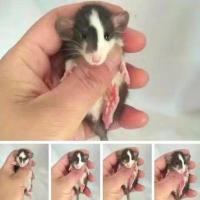 花枝鼠活体飞象耳暹罗俄蓝正脸哈奇士奶牛幼崽亲人鼠家养宿舍宠物 飞象耳花脸哈士奇