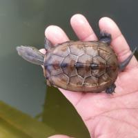 外塘大中华草龟乌龟活体金线草龟墨龟放生龟宠物龟下蛋种龟大头草 8-9厘米小母草