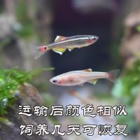 冷水鱼白云金丝鱼小型鱼观赏鱼活体淡水鱼原生鱼草缸鱼好养不加温 1厘米白云金丝4条
