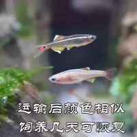 冷水鱼白云金丝鱼小型鱼观赏鱼活体淡水鱼原生鱼草缸鱼好养不加温 1厘米白云金丝4条