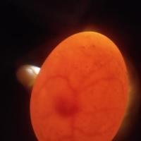 泰和乌鸡受精种蛋江西白凤乌骨鸡种蛋受精蛋可孵化出壳小鸡仔苗蛋 10枚