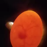 泰和乌鸡受精种蛋江西白凤乌骨鸡种蛋受精蛋可孵化出壳小鸡仔苗蛋 10枚