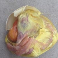 生鹅毛蛋鹅喜蛋胎鹅蛋毛蛋活珠子鹅胚蛋去胎毒毛鹅蛋一件20只 6枚生鹅毛蛋送调料