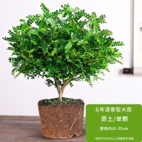胡椒木盆栽驱蚊植物清香木盆栽办公室内净化空气吸甲醛四季常青 清香型6年大苗一盆(原土球)