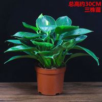 绿公主盆栽招财植物办公室内客厅四季常青吸甲醛净化空气桌面盆栽 绿公主塑料盆(三株苗)