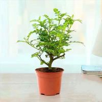 正宗清香木花卉绿植四季常青驱蚊草胡椒木盆栽室内超好养卓摆盆景 清香木三年小苗1棵[不保活]