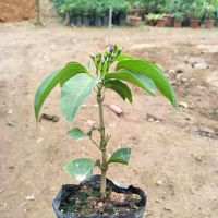 蒜香藤秋冬开花攀爬植物紫铃藤奇特藤本花多庭院阳台盆栽耐寒防蚊 小苗15cm左右1棵