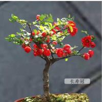 长寿冠海棠盆栽带花苞重瓣四季开花耐寒阳台花卉室内盆景绿植老桩 四年长寿冠海棠