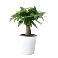 发财树室内外花卉盆景植物盆栽大招财树摇钱树花苗客厅大型绿植 精品独杆发财树10公分高+肥料 不含盆