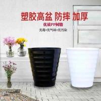 大型龙须树龙须铁龙血树室内客厅盆栽绿植四季常青净化空气 龙须专用白色螺纹盆 不含盆