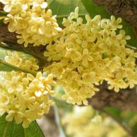 [四季开花]桂花树苗四季盆栽植物桂花苗八月桂室内室外花卉植物 八月桂[浓香形] 4年苗[开花多]