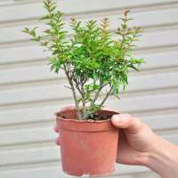 石榴树苗果树突尼斯软籽四季盆栽地栽室内庭院南北方种植当年结果 两年苗(紫玉)当年开花