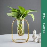 [2盆送营养液]文竹绿萝水培植物盆栽办公室内水养绿植好养盆景 绿萝+低水培金架