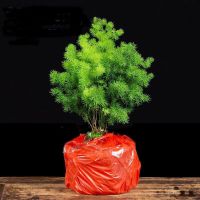 蓬莱松盆栽室内客厅桌面四季常青招财进宝旺财植物送礼植物盆景花 蓬莱松原土球不含盆