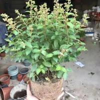 紫薇花盆栽 窗台庭院花卉耐热植物多年生木本带花苞发货观花植物 紫薇花(原土发货)带花苞