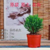 蓬莱松盆栽吉祥猴好养除甲醛植物四季常青生肖猴长寿松招财旺来松 小雾松1盆