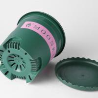 彩叶草盆栽花卉五彩苏观叶植物室内阳台庭院清心草办公室好养绿植 加仑盆+托盘二套