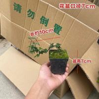 福建茶盆景老桩客厅s造型茶树熟桩办公室内盆栽花卉四季常青植物 微型悬崖福建茶(含盆)