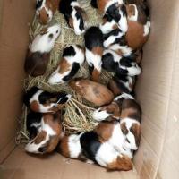 荷兰猪宠物豚鼠活物河南猪荷兰鼠荷兰猪活体荷兰兔迷你温顺小宠物[8月31日发完] 随机一只[不选花色性别] 送运输笼+预防