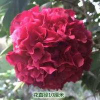 盆栽名贵山茶花树扦插苗庭院花卉四季常青绿植卡开花不断 稀有品种紫金冠高25厘米单枝条