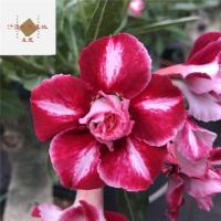 重瓣沙漠玫瑰花苗盆栽室内外阳台庭院好养花卉四季开花不断带花苞 1号火焰山 [1棵]重瓣1年小苗